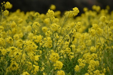 満開の菜の花