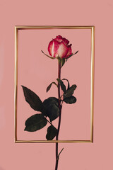 Minimal concept of a rose in a frame on a pink background