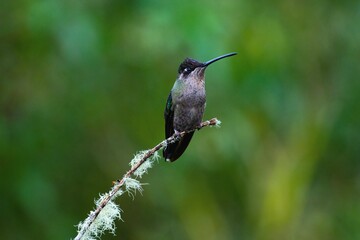 hummingbird in flight