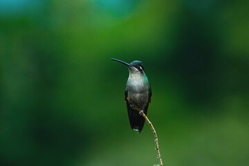 white tailed hummingbird