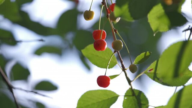 Red cherry berries growing on fruit tree branch in summer garden