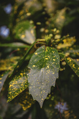 autumn leaves in the rain