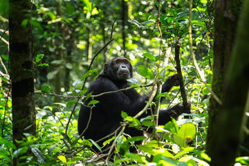 Chimpanzee in the forest. Chimp in the protected Kibale forest. Safari in Uganda. African wildlife. 