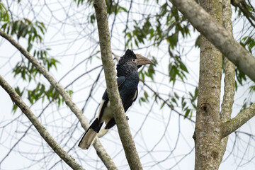 Black and white casqued hornbill on the branch. Hornbill during african safari. Africa wildlife.