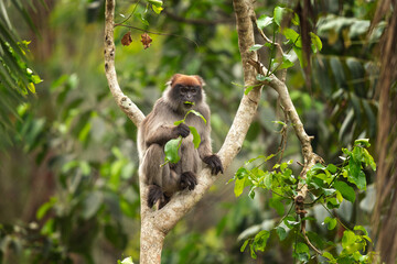 Ugandan red colobus on the branch. Colobus in the forest. African nature. Safari in Uganda. 