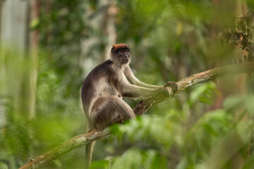 Ugandan red colobus on the branch. Colobus in the forest. African nature. Safari in Uganda. 