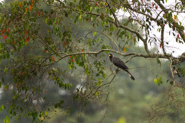 Eastern plantain eater on the branch. Bird from turaco family. African wildlife. Safari in Uganda. 