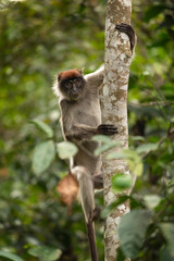 Ugandan red colobus on the branch. Colobus in the forest. African nature. Safari in Uganda. 