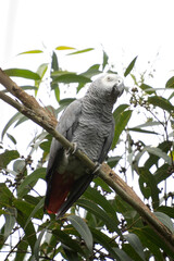 Obraz premium Grey parrot on the branch. Parrot during african safari. Africa wildlife.