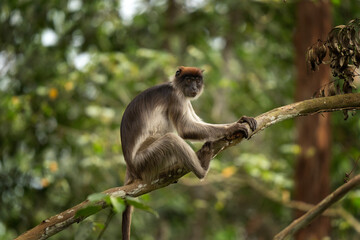 Ugandan red colobus on the branch. Colobus in the forest. African nature. Safari in Uganda. 