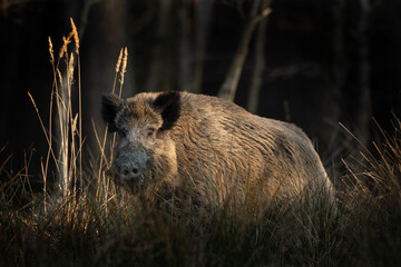 Wild boar in the wood. Boar during sunset. European nature. Life in the forest.  - obrazy, fototapety, plakaty