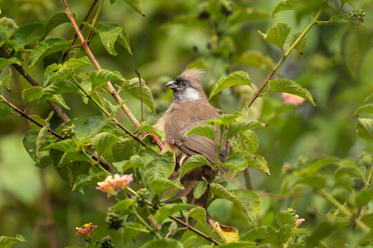 Speckled mousebird hides in the branch. Mousebird from Murchison falls park. African ornithology.