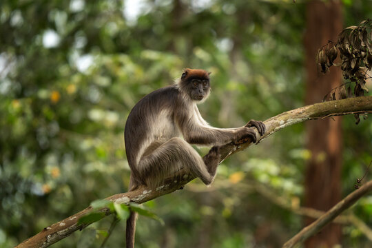 Ugandan red colobus on the branch. Colobus in the forest. African nature. Safari in Uganda. 