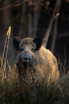 Wild boar in the wood. Boar during sunset. European nature. Life in the forest. 