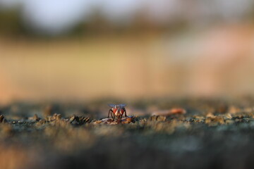 fly up close