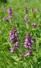 Stachys palustris grows among grasses in nature