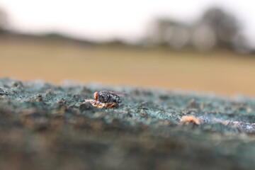 fly closeup