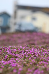 purple flowers