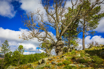Beautiful big trees in the mountain