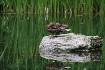 duck on the water