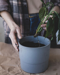 Young woman is transplanting a peace lily new sprout into a new pot