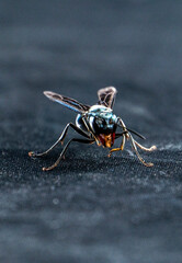
black wild wasp in macro flying animal or insect