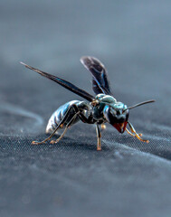 
black wild wasp in macro flying animal or insect