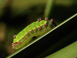 caterpillar on leaf