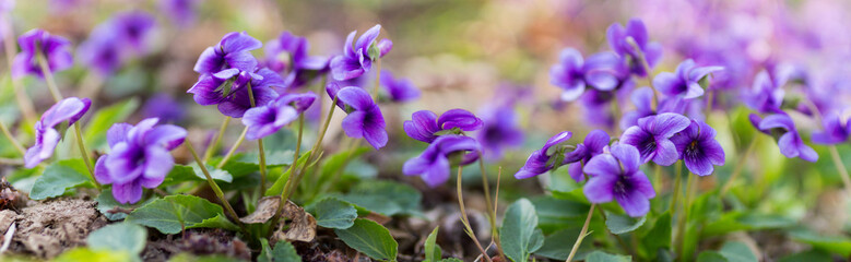 purple flowers in the field. panoramic view of a Manchurian Violet in the early spring. field of...