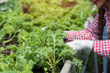  woman worker checking hydroponic salad in farm. Portrait of young woman worker picking organic...