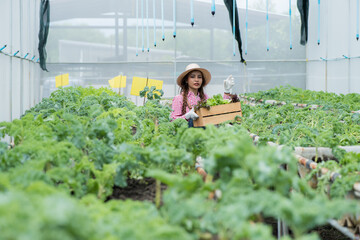 woman planting flowers in a greenhouse. Asia woman worker move vegetable tray hydroponic salad in farm. Portrait of young woman worker picking organic hydro salad in farm. Portrait Asian woman harvest