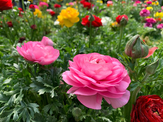 Beautiful flowering Buttercup or ranunculus (lat. - Ranunculus)