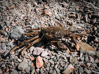 crab on the beach