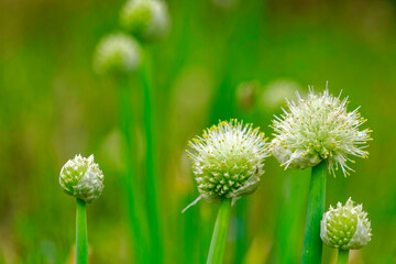 Obraz premium 長ネギの花 農作物