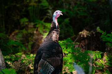 Wild eastern turkey (Meleagris gallopavo) late summer in Wisconsin