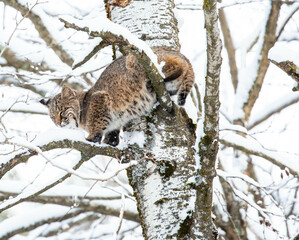 Bobcat (Felis rufus) sitting in a Wisconsin poplar tree in November