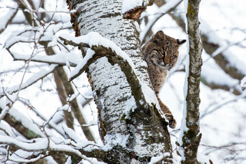Bobcat (Felis rufus) sitting in a Wisconsin poplar tree in November