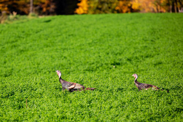 Two Eastern wild turkey males (Meleagris gallopavo) standing in a alfalfa field in central Wisconsin - obrazy, fototapety, plakaty