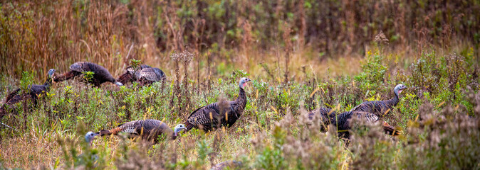 Eastern wild turkeys (Meleagris gallopavo) in early fall in central Wisconsin