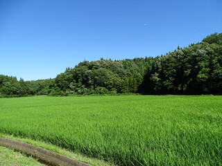 夏の田園風景