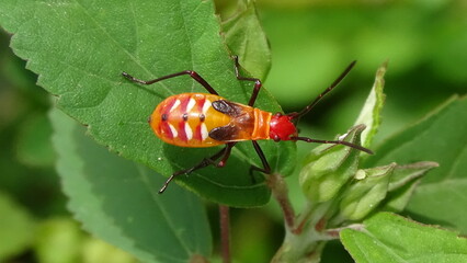 close up photos of bugs on the leaf