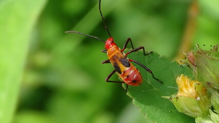 close up photo of insect