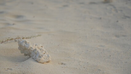 shell on the beach