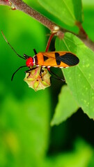 photos of bugs from close 