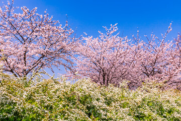Fototapeta premium 桜と菜の花 日本春風景