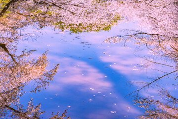 池に映る桜と空　東京