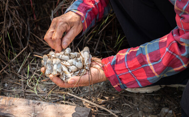 Farmer holding some small Termite mushroom in hands after picking. These mushrooms are edible for most people. They only breed in dry places, where there are many subterranean termites.