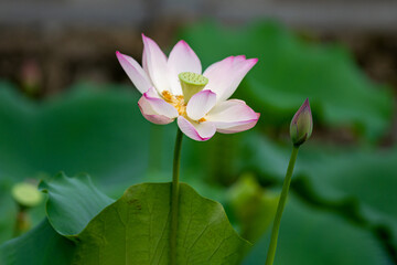 Fototapeta premium summer lotus blooming