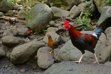 Kauai Roosters