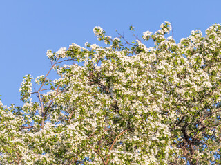 Apple tree branches with white flowers on a background of blue clear sky.